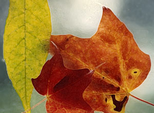 autumn leaves db