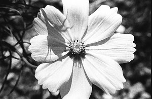 cosmos 2 27 db