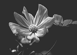 cosmos 2 31 db
