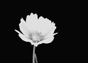 cosmos 34 ct