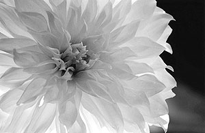 dahlia db