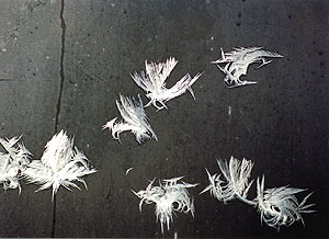 frost 8