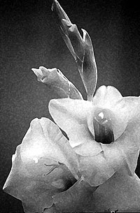 gladiolas 13 db