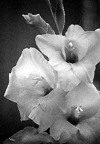 gladiolas 15 db