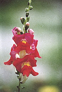snapdragon db