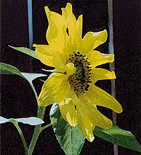 sunflower db