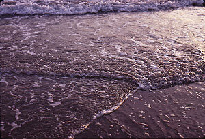 surf 19