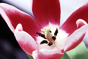 tulip 34 db