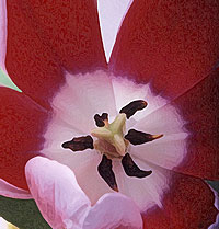 tulip 35 db