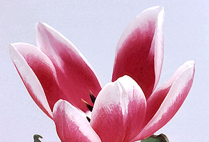 tulip 37 db
