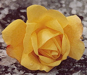 yellow rose db