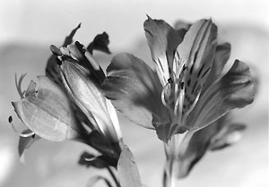 alstromeria