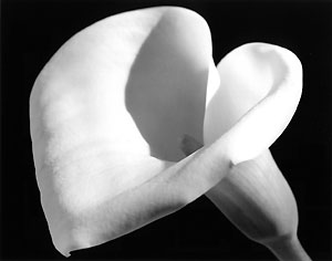 calla_lily