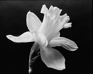 daffodil