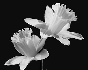 daffodils_2