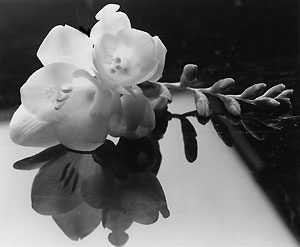 flower_and_reflection