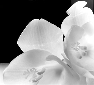 freesia