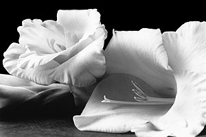 gladiolas