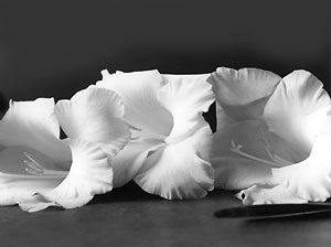 gladiolas_1