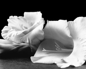 gladiolas_2