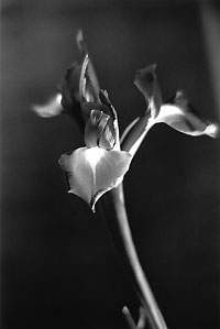 iris_50_87_12
