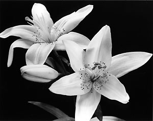 lilies