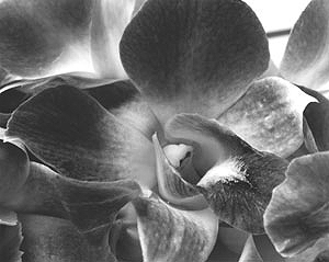orchid