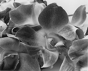 orchid_2