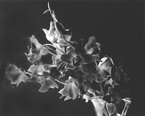 orchids_in_vase