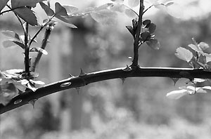 thorns_24_88_12