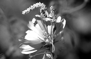 two_flowers_5_90_25