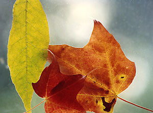 autumn_leaves_C4_91_36