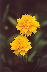 coreopsis_071902