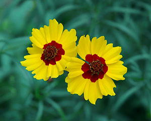 cosmos_073004_15
