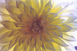 dahlia_102022_11a