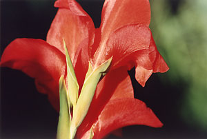 gladiola_C4_91_26