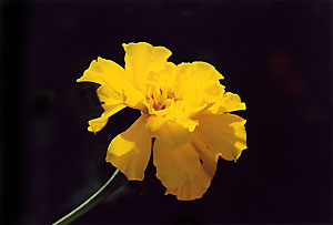 marigold_C4_91_21