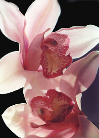 orchid_C2_95_3