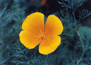 poppy_2_C4_95_33