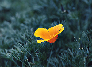 poppy_C4_95_28