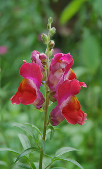 snapdragon_073004_0056