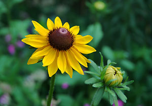 sunflower_073004_12
