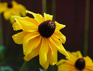 sunflower_090104_011