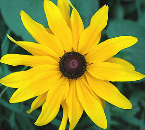sunflower_090104_018