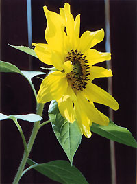 sunflower_C7_92