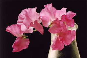 sweetpea_2_C1_98_21