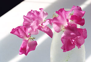 sweetpea_C1_98_25