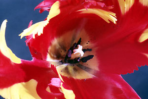tiger_tulip_C3_88_25