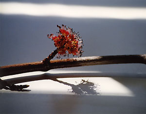 tree_bud_3B_96_31a