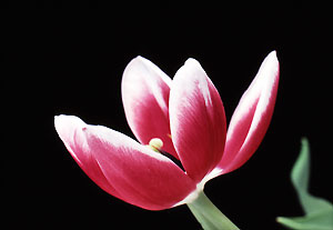 tulip_2_slide_16